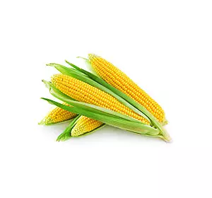 Семена кукурузы кормовой Любава 279 МВ