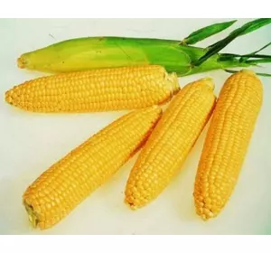 Кукуруза кормовая Оржица 237МВ