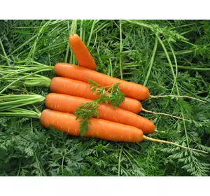 Морковь Долянка дражированная