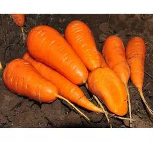 Морковь Шантенэ ред кор дражированный
