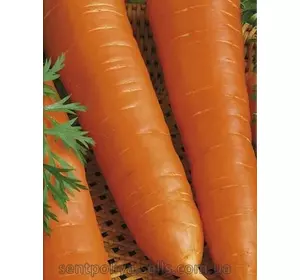 Морковь Король осени 2 инкрустированный