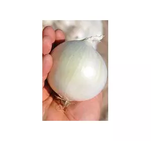 Лук репчатый Снежный шар (белый)