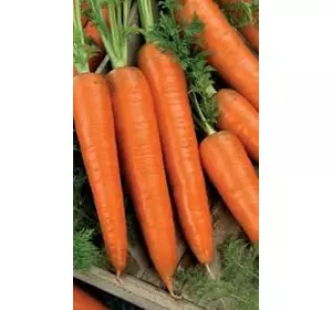 Морковь Флакке инкрустированный