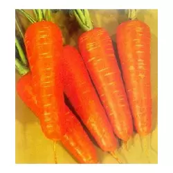 Семена моркови Шантанэ Курода