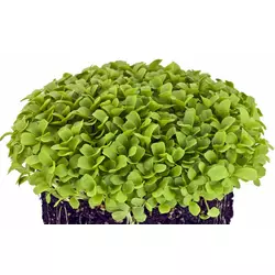 семена Базилика зеленого микрозелень