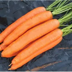 Морковь Берликумер 2 инкрустированный