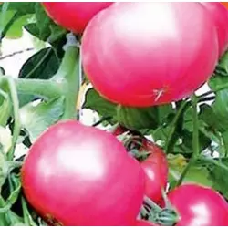 Семена томатов Волгоградский Розовый