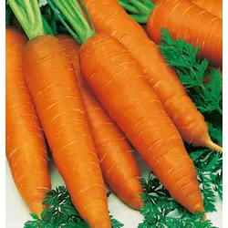 Морковь Флакке дражированный