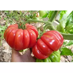 Індетермінантний томат (високорослий) Японський Краб