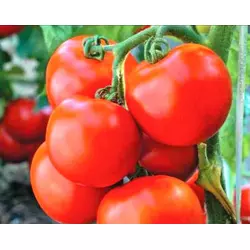 Семена томатов Амулет
