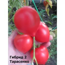Семена томата Тарасенко 2 розовый