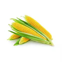 Семена кукурузы кормовой Любава 279 МВ