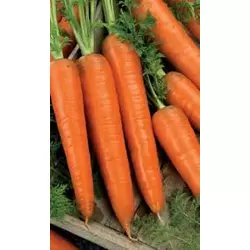 Морковь Флакке дражированный