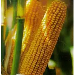 Кукуруза кормовая Яровец 243 МВ