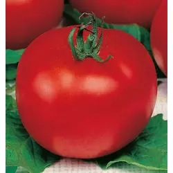 Семена томатов Виза