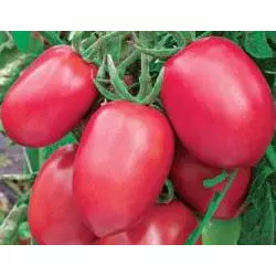 Семена томатов Новичок Розовый