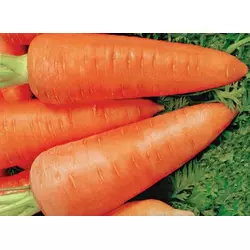 Семена моркови Шантанэ Сквирская
