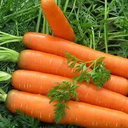 Морковь Фантазия (Нантес 5)