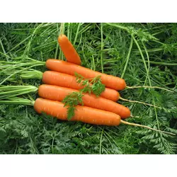 Морковь Долянка дражированная