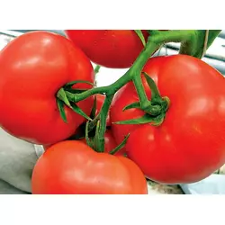 Семена томатов Мобил