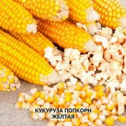 Семена кукурузы Попкорн желтый