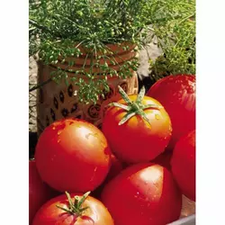 Семена томатов Баллада