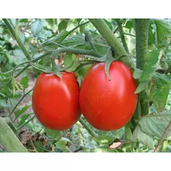 Семена томатов Искорка