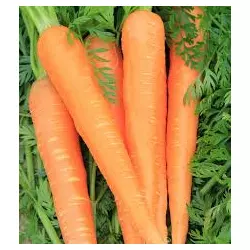 Морковь Роте Ризен 2 дражированный
