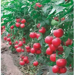 Семена томатов Малиновое Родео