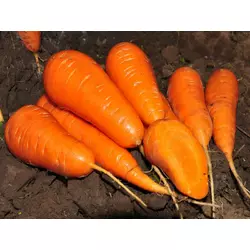 Морковь Шантенэ ред кор дражированный