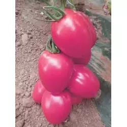 Семена томатов Эльдорада Розовая