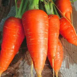 Морковь Каротель дражированный