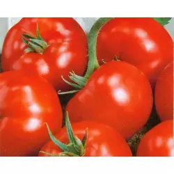 Семена томатов Санька