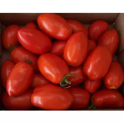 Семена томатов Новинка Приднистровья