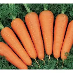 Семена моркови Артек