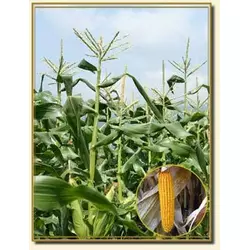 Семена кукурузы Брусница