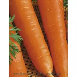 Морковь Король осени 2 дражированный
