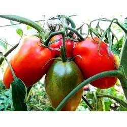 Семена томата Дэ Барао красный