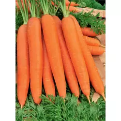 Морковь красная без сердцевины дражированная
