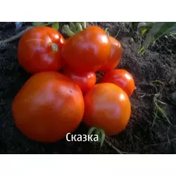 Семена томатов Сказка