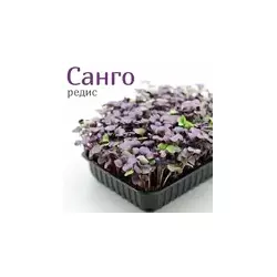 Семена редьки фиолетовый лист Sango для микрозелени , PL