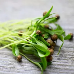 семена кориандра микрозелень