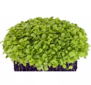 семена Базилика зеленого микрозелень