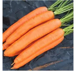 Морковь Берликумер 2 инкрустированный
