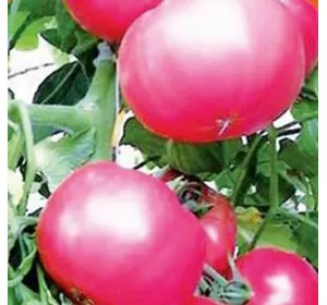 Семена томатов Волгоградский Розовый