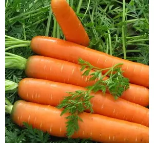 Морковь Фантазия (Нантес 5) дражированный