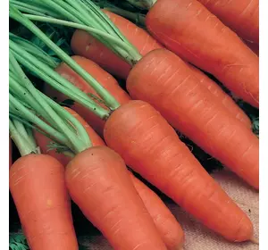 Семена моркови Шантанз Рэд Кор