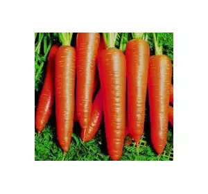 Морковь Корал