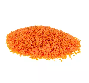 семена чечевицы красной микрозелень