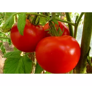 томат детерминантный (низкорослый) джина